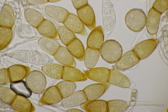 Puccinia kusanoi