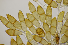 Puccinia kusanoi