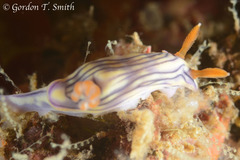 Hypselodoris zephyra