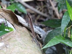 Anolis binotatus