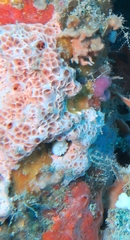 Hemimycale columella