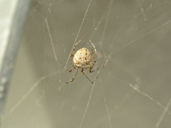 Platnickina nigropunctata