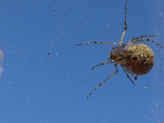 Platnickina nigropunctata