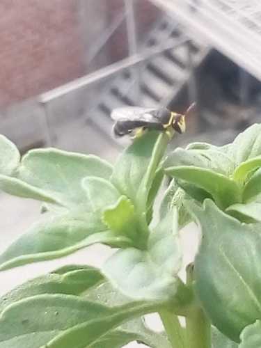 photo of Masked Bees (Hylaeus)