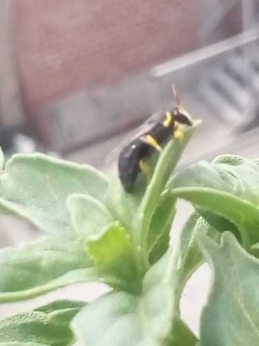 photo of Yellow-collared Masked Bee (Hylaeus euxanthus)