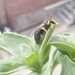 photo of Yellow-collared Masked Bee (Hylaeus euxanthus)