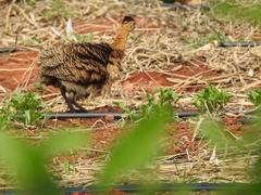 Rhynchotus rufescens