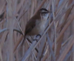 Acrocephalus melanopogon