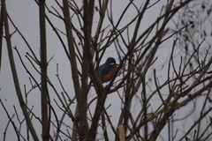 Alcedo atthis