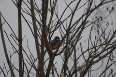 Alcedo atthis