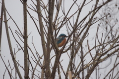 Alcedo atthis