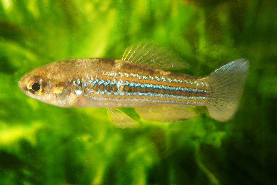 Cubanichthys cubensis