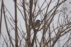 Alcedo atthis