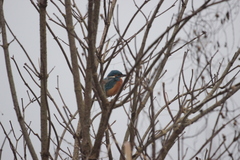 Alcedo atthis