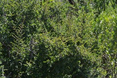 Flueggea verrucosa