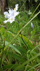 Iris japonica