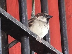 Passer domesticus