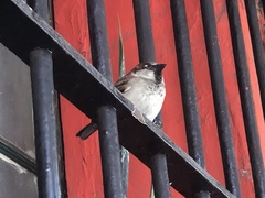 Passer domesticus
