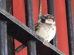 Passer domesticus