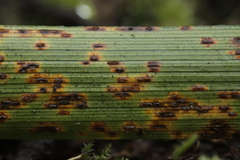 Puccinia obscura