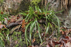 Puccinia obscura