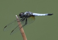 Aethriamanta gracilis