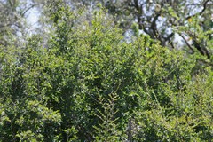 Flueggea verrucosa