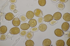 Puccinia obscura