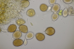Puccinia obscura