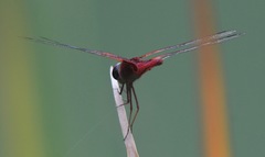 Urothemis signata insignata