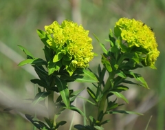 Euphorbia palustris