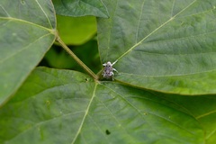 Peridinetus irroratus