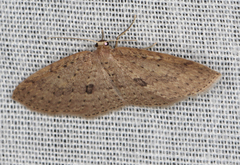 Poecilasthena anthodes