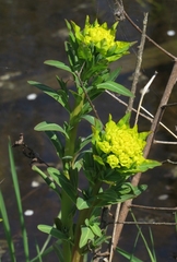 Euphorbia palustris