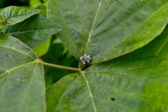 Peridinetus irroratus