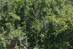 Flueggea verrucosa