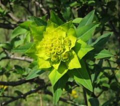 Euphorbia palustris