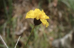 Xyris gracilis