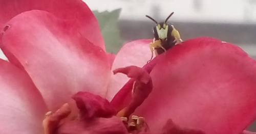 photo of Masked Bees (Hylaeus)