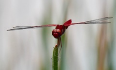 Urothemis signata insignata