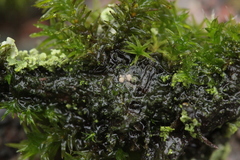 Calomyxa metallica