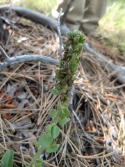 Veronica plantaginea