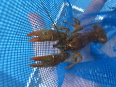 Lacunicambarus thomai