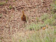 Rhynchotus rufescens