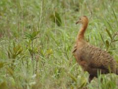 Rhynchotus rufescens