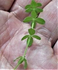 Cruciata glabra