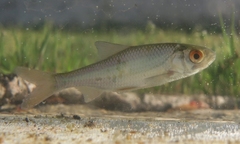 Rutilus rutilus