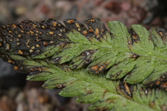 Milesina kriegeriana