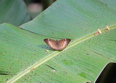 Tanaecia palguna balina