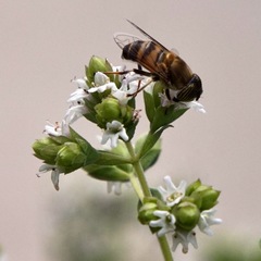 Eristalinus taeniops